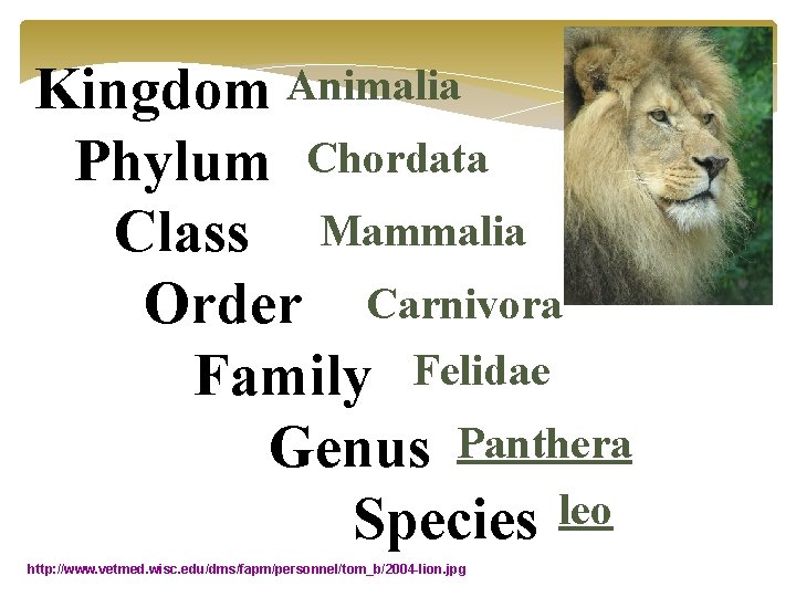 Kingdom Animalia Phylum Chordata Class Mammalia Order Carnivora Family Felidae Genus Panthera Species leo