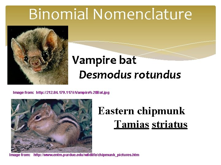 Binomial Nomenclature Vampire bat Desmodus rotundus Image from: http: //212. 84. 179. 117/i/Vampire%20 Bat.