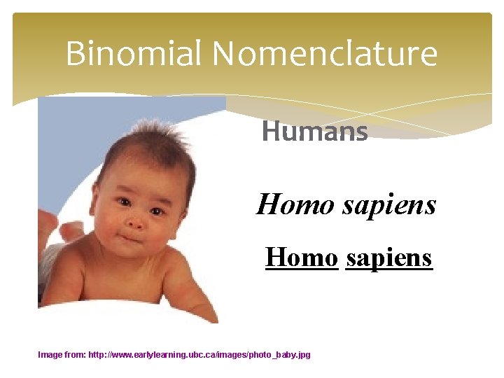 Binomial Nomenclature Humans Homo sapiens Image from: http: //www. earlylearning. ubc. ca/images/photo_baby. jpg 