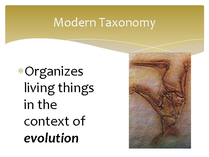 Modern Taxonomy Organizes living things in the context of evolution 
