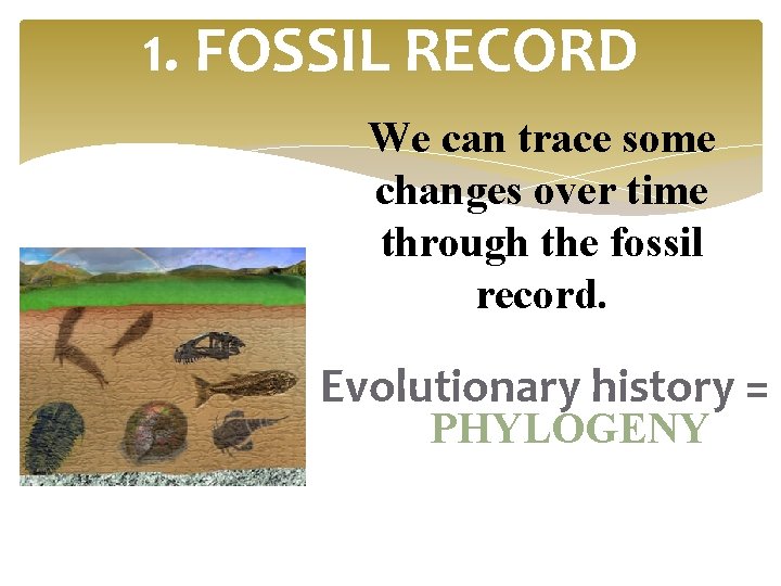 1. FOSSIL RECORD We can trace some changes over time through the fossil record.