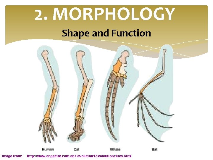 2. MORPHOLOGY Shape and Function Image from: http: //www. angelfire. com/ab 7/evolution 12/evolutionclues. html