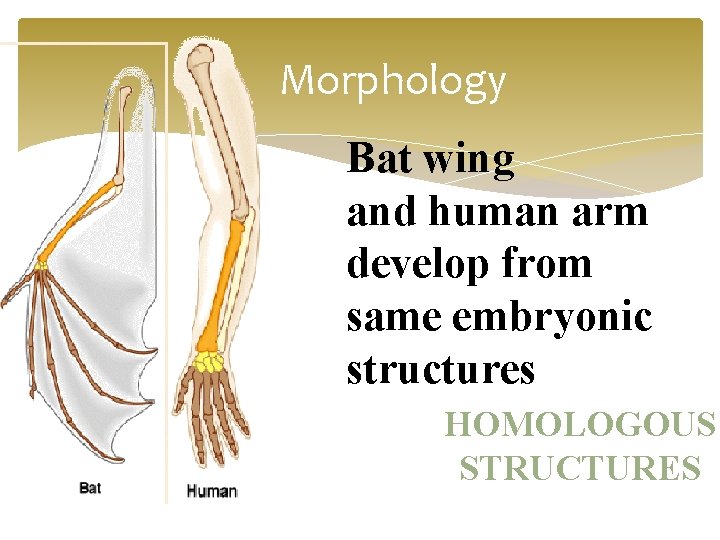 Morphology Bat wing and human arm develop from same embryonic structures HOMOLOGOUS STRUCTURES 