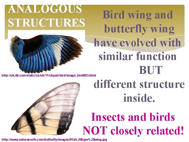 ANALOGOUS STRUCTURES Bird wing and butterfly wing have evolved with similar function BUT different