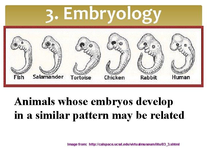 3. Embryology Animals whose embryos develop in a similar pattern may be related Image