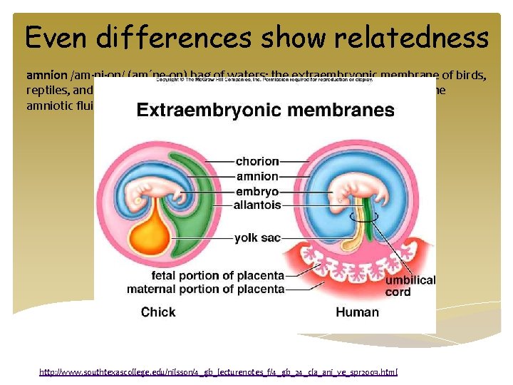 Even differences show relatedness amnion /am·ni·on/ (am´ne-on) bag of waters; the extraembryonic membrane of
