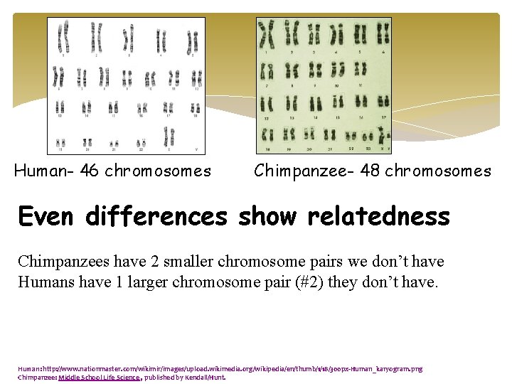 Human- 46 chromosomes Chimpanzee- 48 chromosomes Even differences show relatedness Chimpanzees have 2 smaller