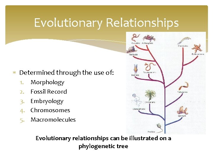 Evolutionary Relationships Determined through the use of: 1. 2. 3. 4. 5. Morphology Fossil
