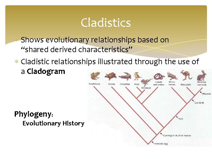 Cladistics Shows evolutionary relationships based on “shared derived characteristics” Cladistic relationships illustrated through the