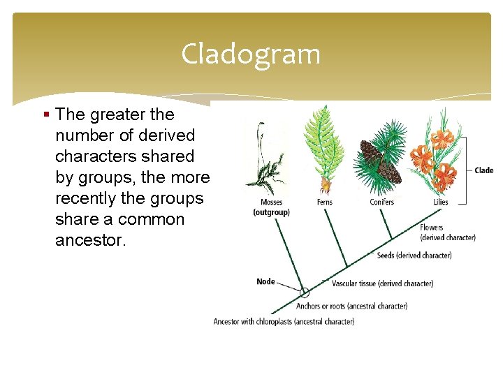 Cladogram § The greater the number of derived characters shared by groups, the more