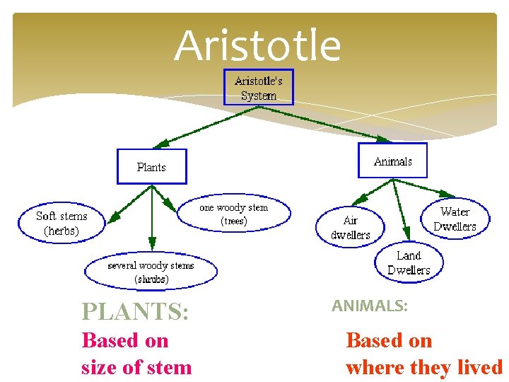 Aristotle PLANTS: Based on size of stem ANIMALS: Based on where they lived 