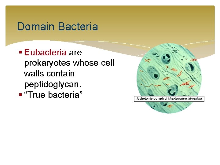 Domain Bacteria § Eubacteria are prokaryotes whose cell walls contain peptidoglycan. § “True bacteria”