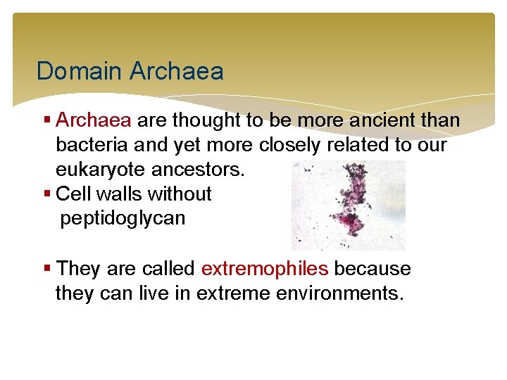 Domain Archaea § Archaea are thought to be more ancient than bacteria and yet