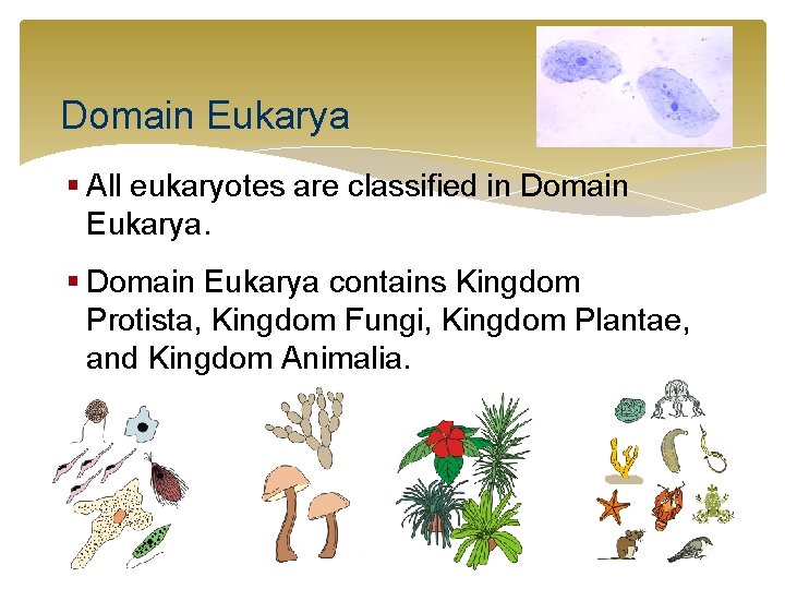 Domain Eukarya § All eukaryotes are classified in Domain Eukarya. § Domain Eukarya contains