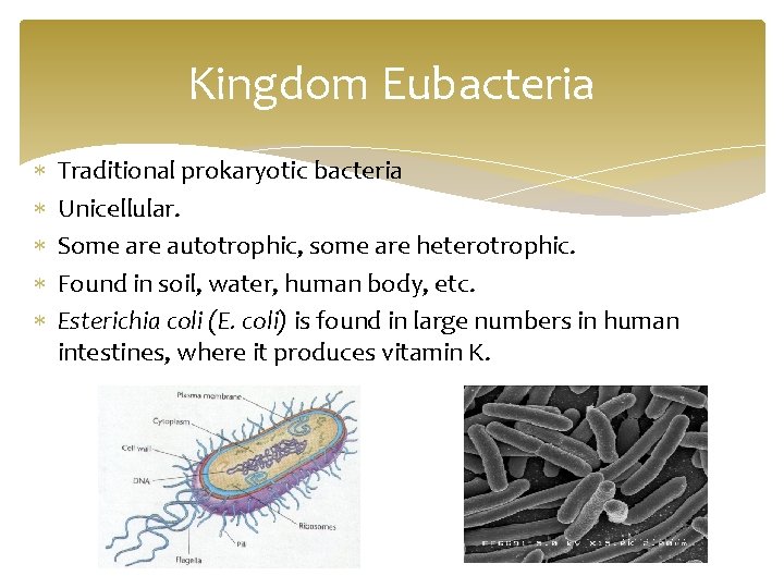 Kingdom Eubacteria Traditional prokaryotic bacteria Unicellular. Some are autotrophic, some are heterotrophic. Found in