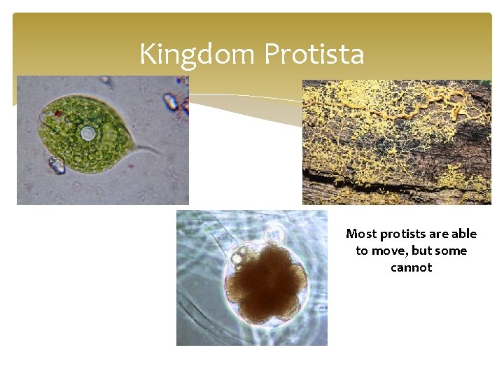 Kingdom Protista Most protists are able to move, but some cannot 
