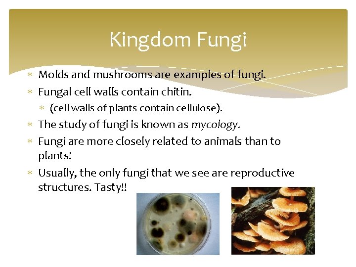 Kingdom Fungi Molds and mushrooms are examples of fungi. Fungal cell walls contain chitin.