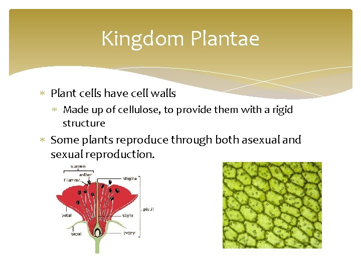 Kingdom Plantae Plant cells have cell walls Made up of cellulose, to provide them