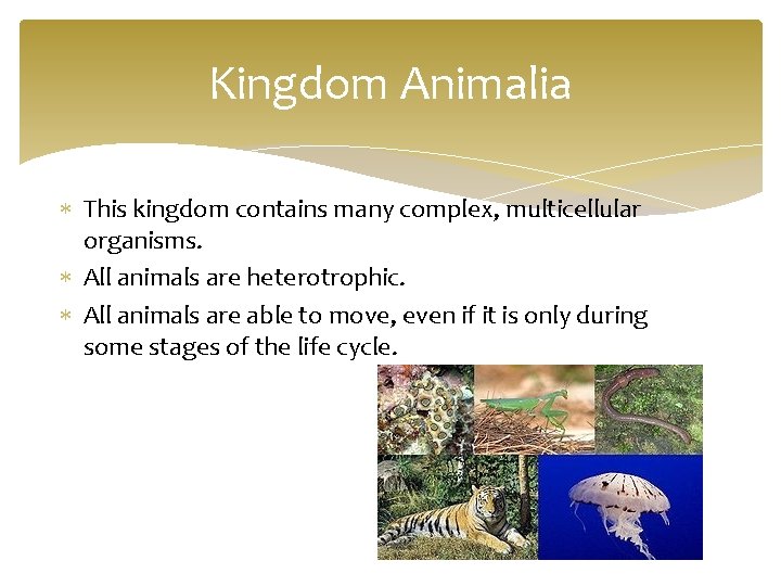 Kingdom Animalia This kingdom contains many complex, multicellular organisms. All animals are heterotrophic. All