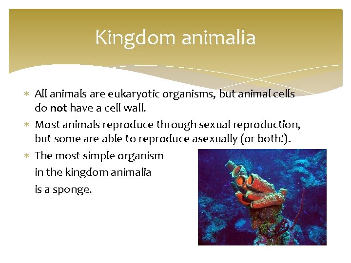Kingdom animalia All animals are eukaryotic organisms, but animal cells do not have a
