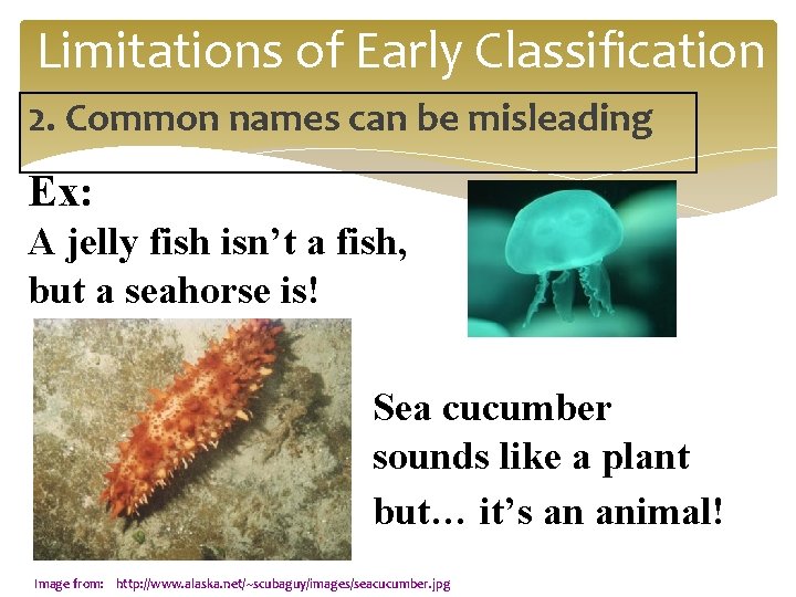 Limitations of Early Classification 2. Common names can be misleading Ex: A jelly fish