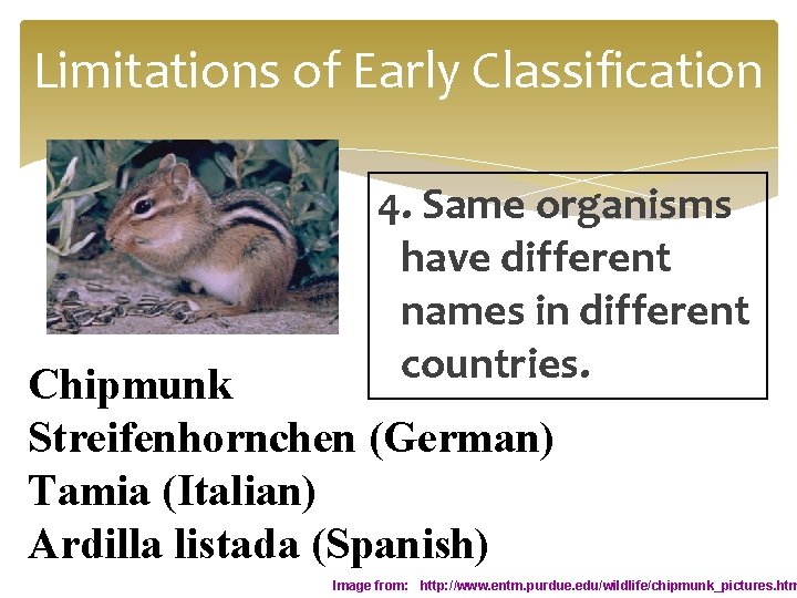 Limitations of Early Classification 4. Same organisms have different names in different countries. Chipmunk