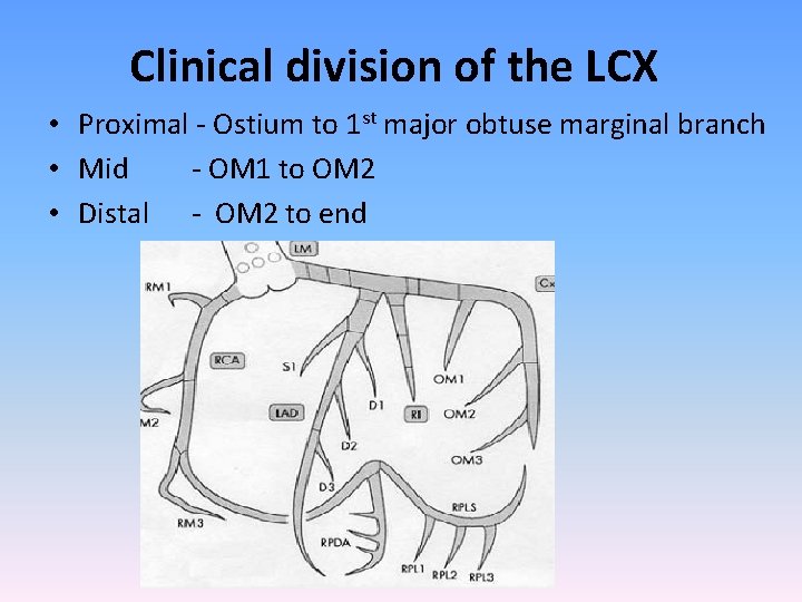 Clinical division of the LCX • Proximal - Ostium to 1 st major obtuse