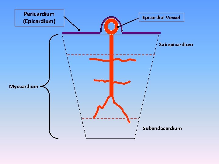 Pericardium (Epicardium) Epicardial Vessel Subepicardium Myocardium Subendocardium 