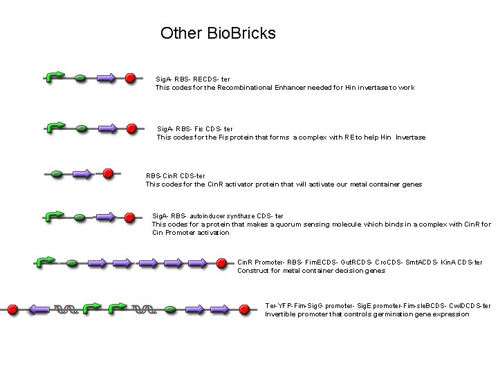 Other Bio. Bricks Sig. A- RBS- RECDS- ter This codes for the Recombinational Enhancer