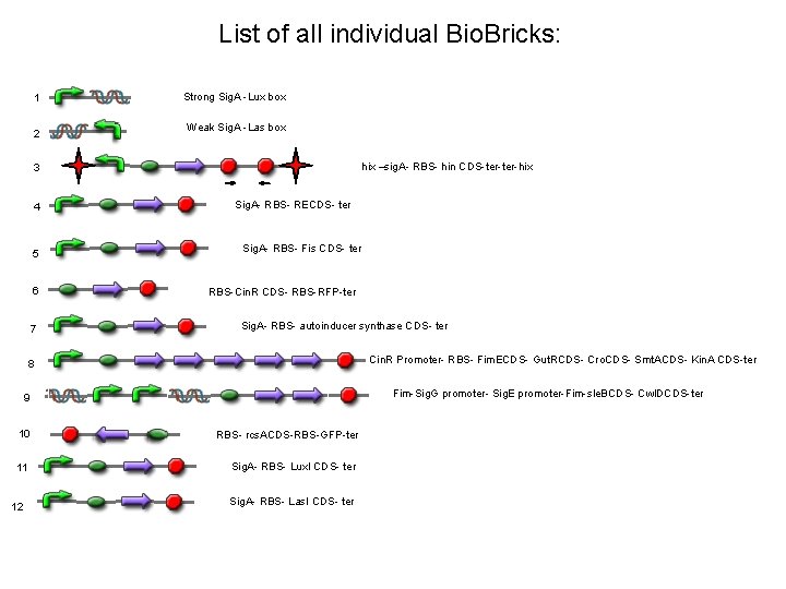 List of all individual Bio. Bricks: 1 2 Strong Sig. A -Lux box Weak