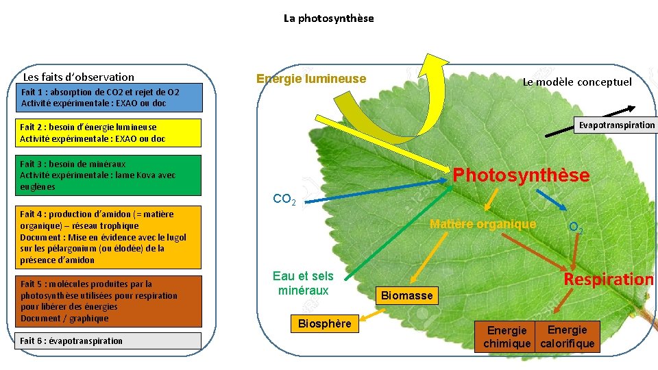 La photosynthèse Les faits d’observation Energie lumineuse Le modèle conceptuel Fait 1 : absorption