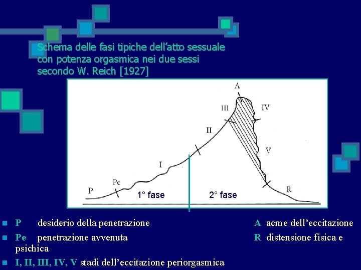 Schema delle fasi tipiche dell’atto sessuale con potenza orgasmica nei due sessi secondo W.