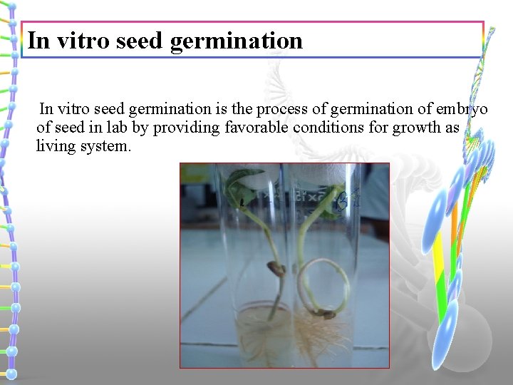 In vitro seed germination is the process of germination of embryo of seed in