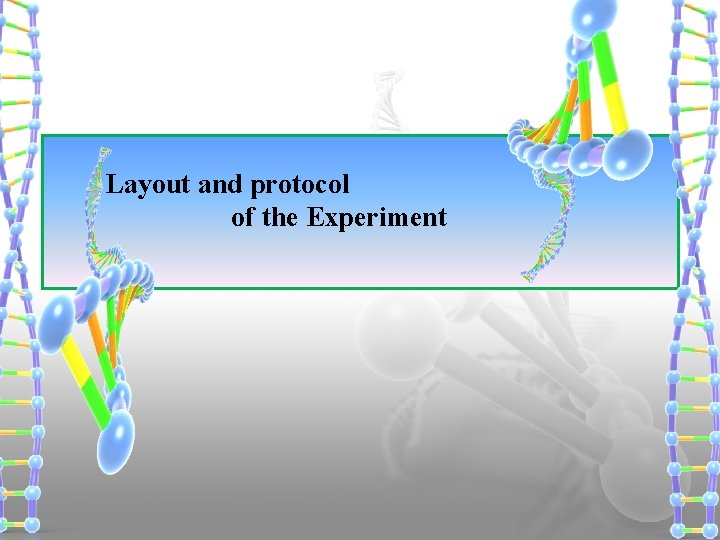 Layout and protocol of the Experiment 