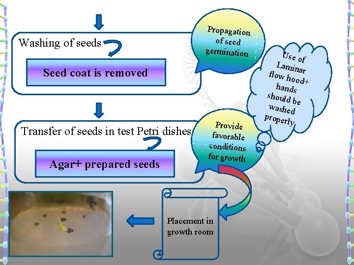 Propagation of seed germination Washing of seeds Seed coat is removed Transfer of seeds