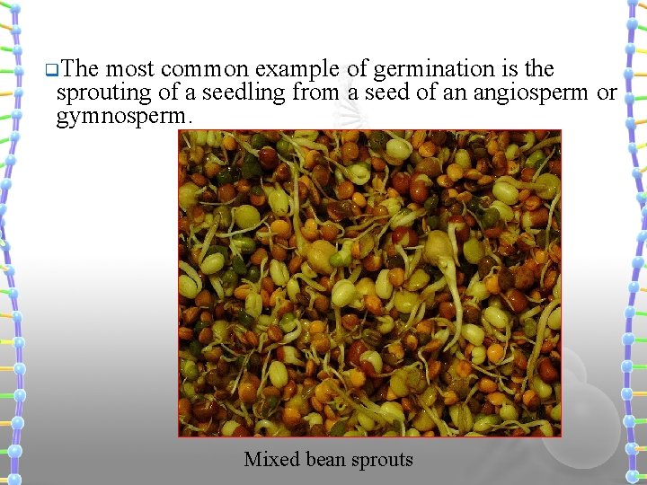 q. The most common example of germination is the sprouting of a seedling from