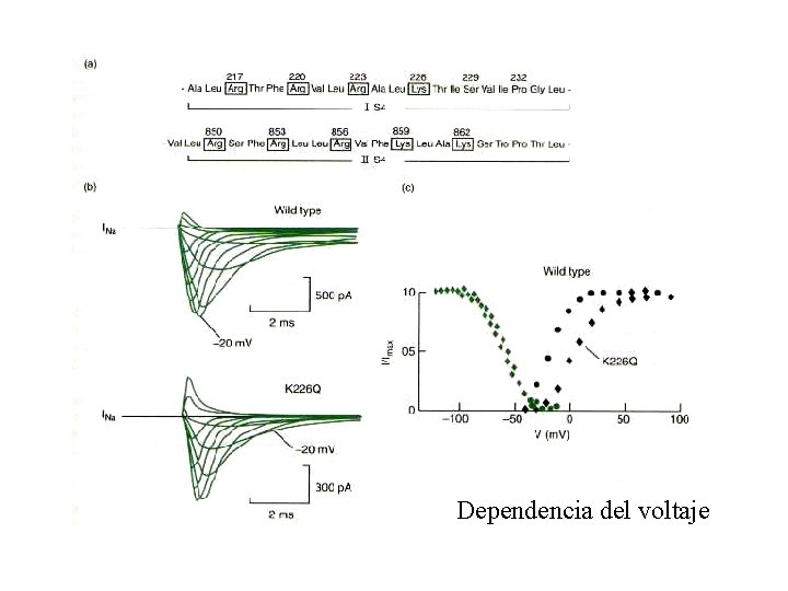 Dependencia del voltaje 