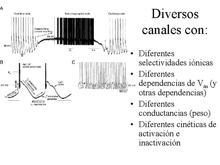 Diversos canales con: • Diferentes selectividades iónicas • Diferentes dependencias de Vm (y otras