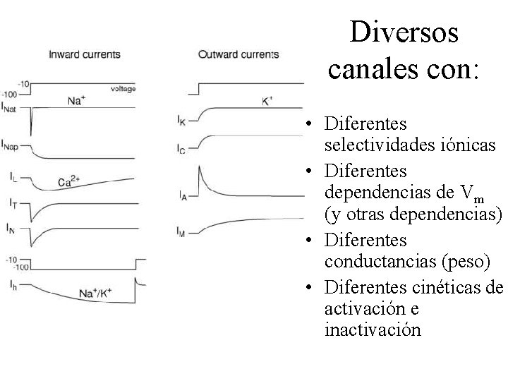 Diversos canales con: • Diferentes selectividades iónicas • Diferentes dependencias de Vm (y otras