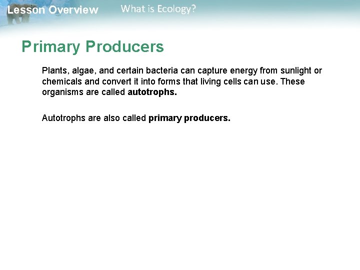 Lesson Overview What is Ecology? Primary Producers Plants, algae, and certain bacteria can capture
