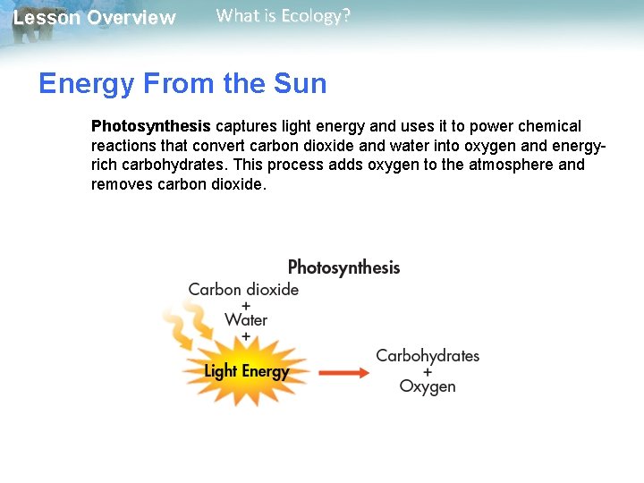 Lesson Overview What is Ecology? Energy From the Sun Photosynthesis captures light energy and