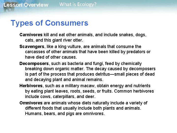 Lesson Overview What is Ecology? Types of Consumers Carnivores kill and eat other animals,