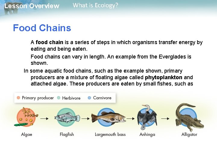 Lesson Overview What is Ecology? Food Chains A food chain is a series of