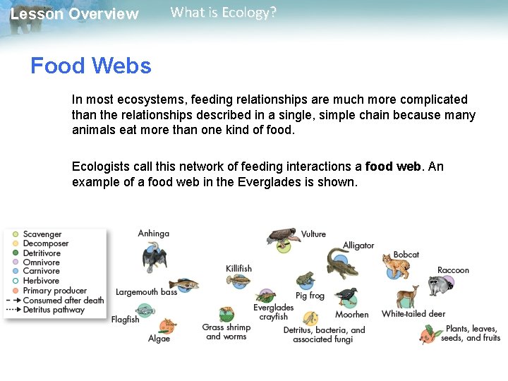 Lesson Overview What is Ecology? Food Webs In most ecosystems, feeding relationships are much
