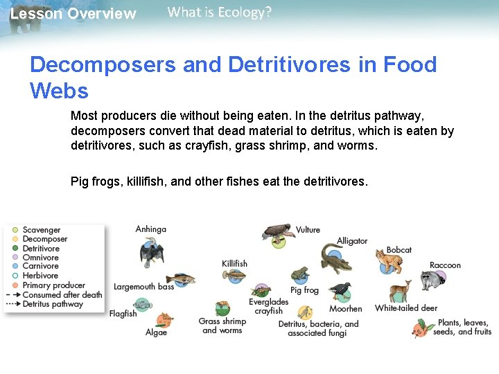 Lesson Overview What is Ecology? Decomposers and Detritivores in Food Webs Most producers die