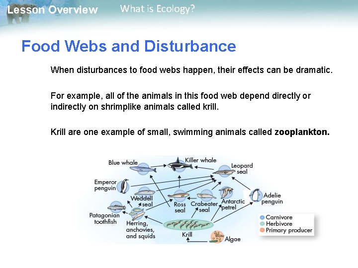 Lesson Overview What is Ecology? Food Webs and Disturbance When disturbances to food webs