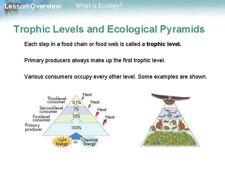 Lesson Overview What is Ecology? Trophic Levels and Ecological Pyramids Each step in a