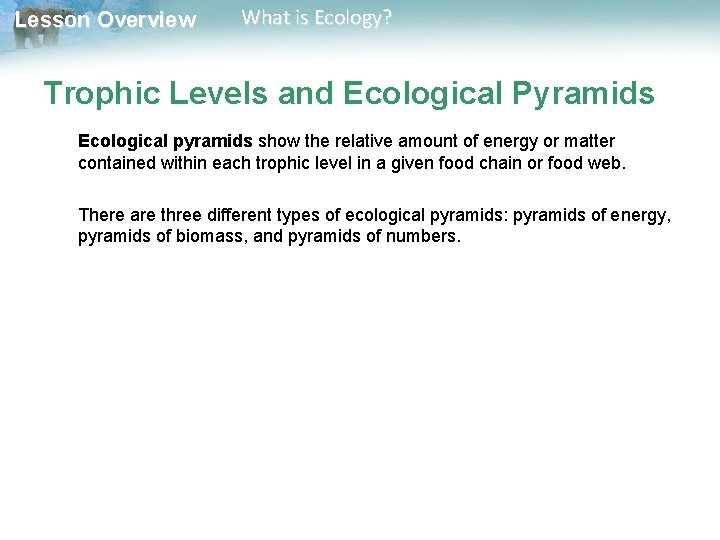 Lesson Overview What is Ecology? Trophic Levels and Ecological Pyramids Ecological pyramids show the