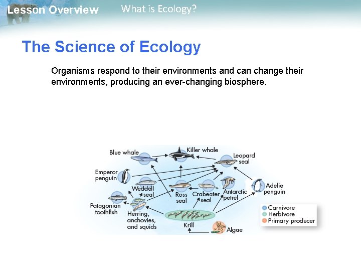 Lesson Overview What is Ecology? The Science of Ecology Organisms respond to their environments