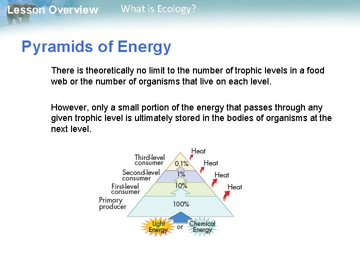 Lesson Overview What is Ecology? Pyramids of Energy There is theoretically no limit to